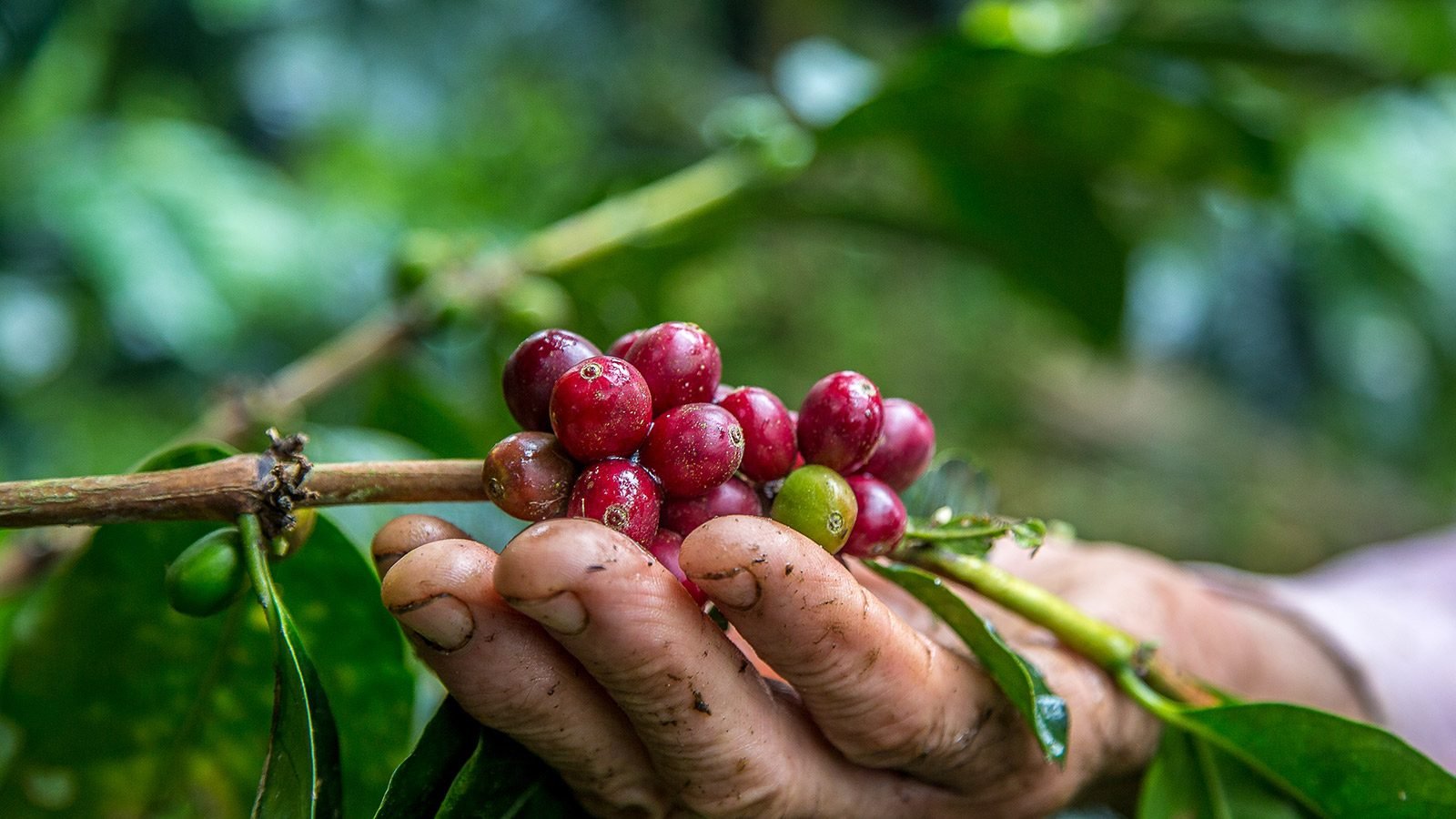 Café de Andes, Antioquia