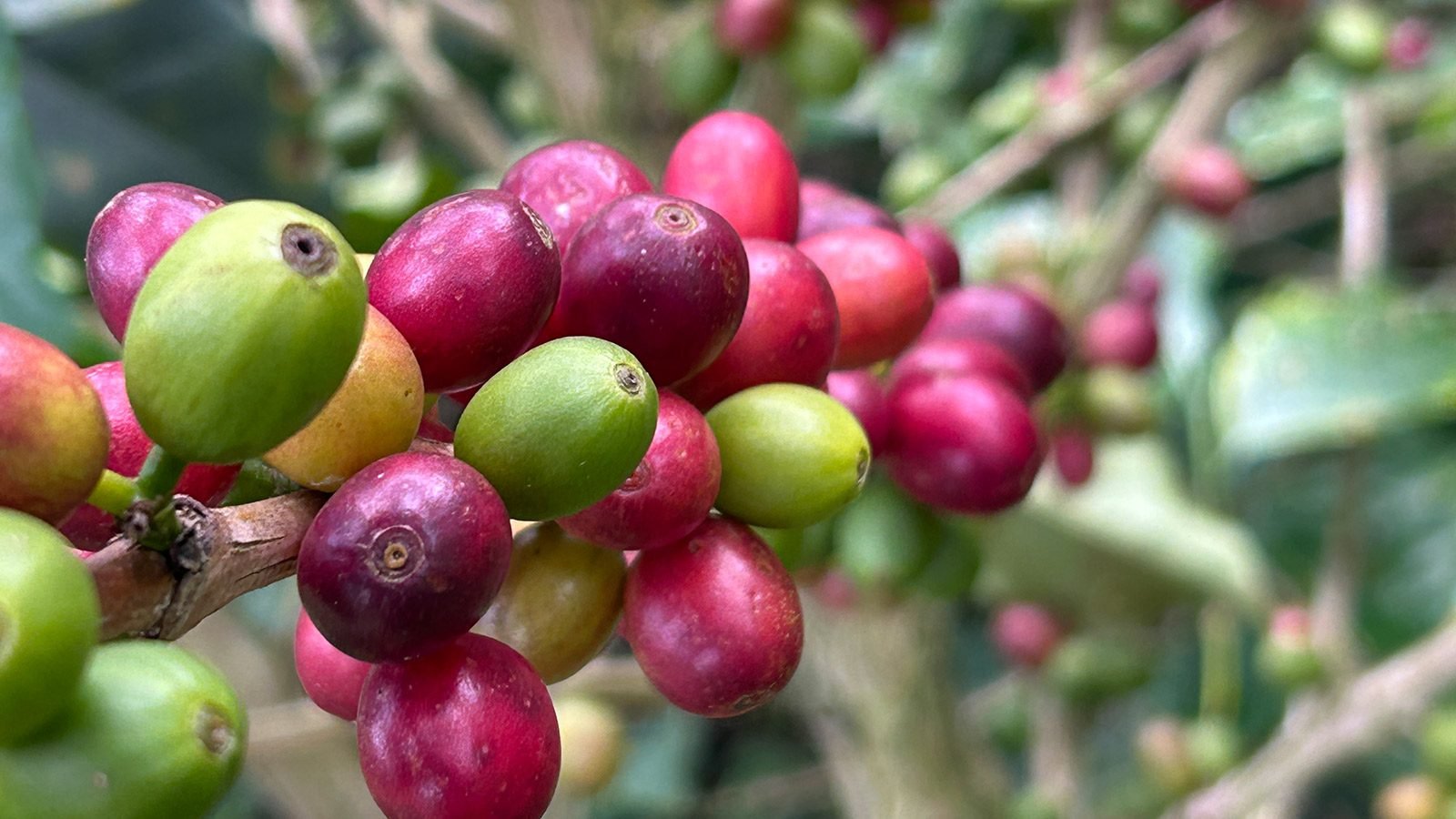 Café de Jardín, Antioquia