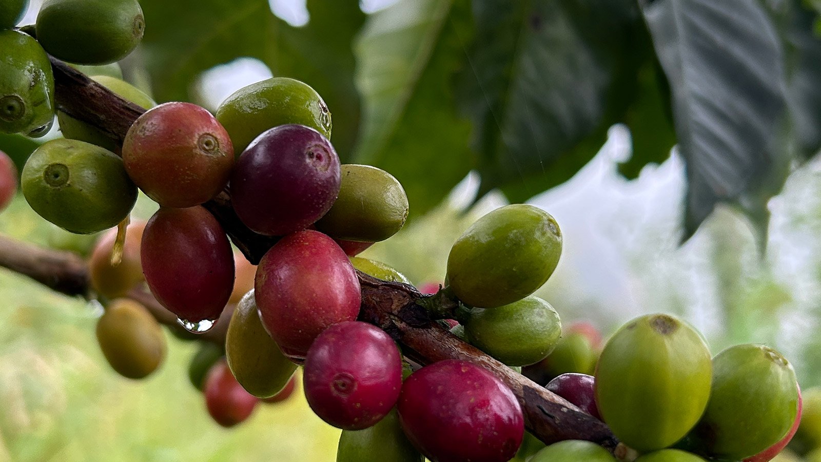 Café de Jericó, Antioquia