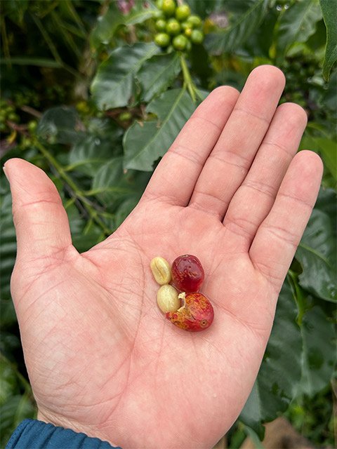 1. La finca — Entrenubes